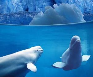 yapboz Beluga balina Arctic ve yarı arktik içinde dişli Monodontidae aile yaşayan bir türdür.